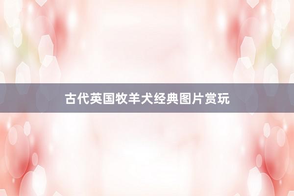 古代英国牧羊犬经典图片赏玩
